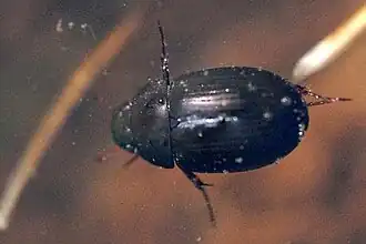 Description de cette image, également commentée ci-après