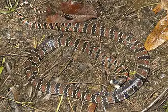 Description de l'image Hydrops martii.jpg.