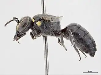 Description de l'image Hylaeus globuliferus f.jpg.