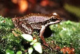 Description de l'image Hylodes phyllodes02.jpg.