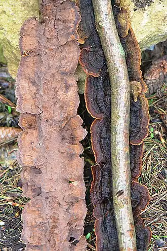 Description de l'image Hymenochaete tabacina (Borne de fer-13).JPG.