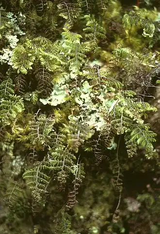 Hymenophyllum dentatum