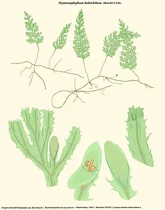 Hymenophyllum holochilum (Bosch) C.Chr.