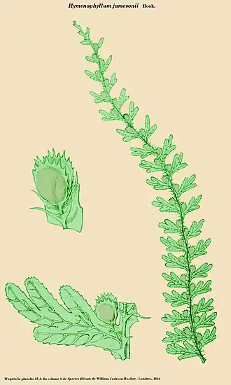 Hymenophyllum jamesonii Hook.