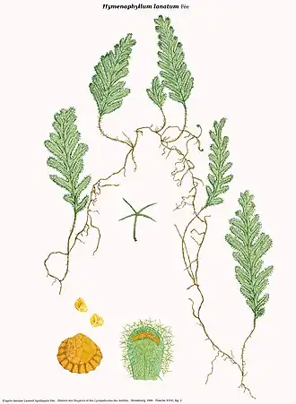 Hymenophyllum lanatum Fée