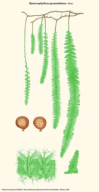 Hymenophyllum pyramidatum Desv.