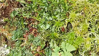 Hymenophyllum wilsonii