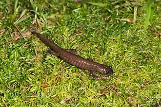 Description de l'image Hynobius arisanensis 40624072.jpg.