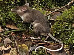 Rat de StümpkeHyorhinomys stuempkeiMuridae