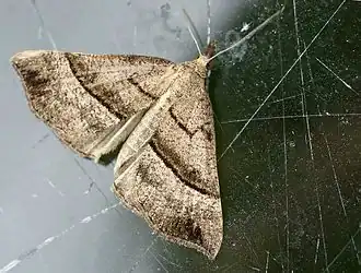 Description de cette image, également commentée ci-après