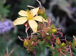 Millepertuis (Hypericum perforatum)