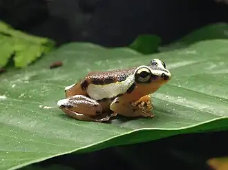 Description de l'image Hyperolius mitchelli.jpg.