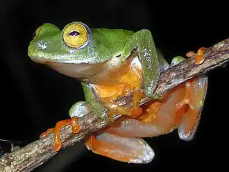 Description de l'image Hyperolius molleri 1.jpg.