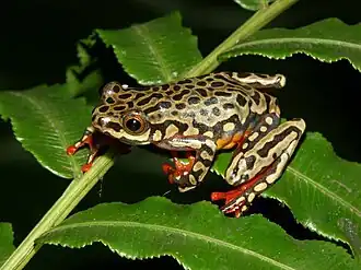 Description de l'image Hyperolius riggenbachi hieroglyphicus03.jpg.