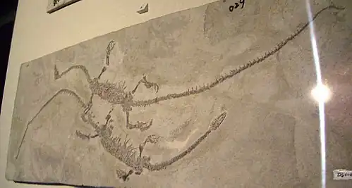 Hyphalosaurus baitaigouensis, fossiles exposés au musée des sciences de Hong Kong.