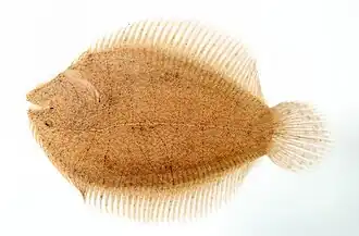 Description de l'image Hypoclinemus mentalis.jpg.