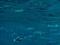 Demi-becs Hyporhamphus dussumieri