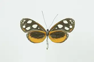 Hyposcada illinissa sinilia - face ventrale