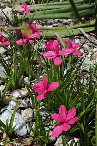 Description de l'image Hypoxis baurii kz01.jpg.