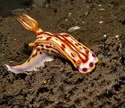 Hypselodoris kaname