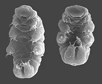 Le Tardigrade Hypsibius dujardini.