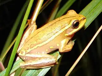 Description de l'image Hypsiboas semiguttatus02.jpg.