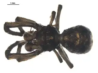 Description de l'image Hyptiotes gertschi 2.jpg.