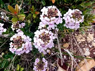 Description de l'image IBERIS LINIFOLIA - MONTSEC - IB-948 (Viudeta).jpg.