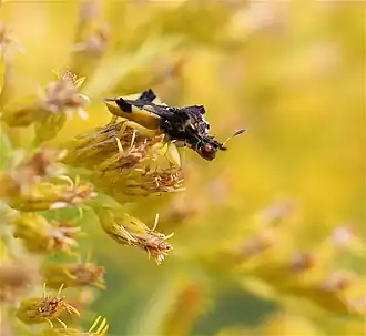 Description de cette image, également commentée ci-après