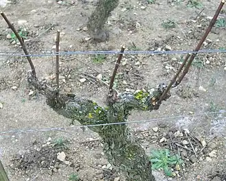 Pied de vigne taillé en « gobelet » (en pré-taille).