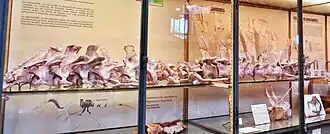 Moulage d'une colonne vertébrale fossile disposée à l'intérieur d'une vitrine en verre dans un musée.