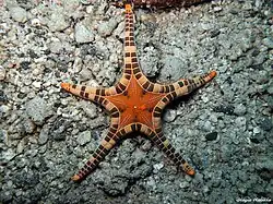 Iconaster longimanus.