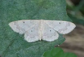 Description de l'image Idaea biselata-01 (xndr).jpg.