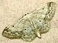Idaea biselata  (Hufnagel, 1767)