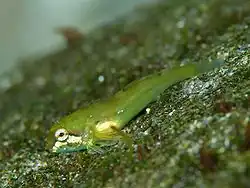 Ocynectes maschalis.