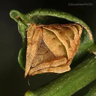 Description de l'image Ideocaira triquetra00.jpg.