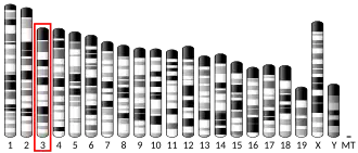 Chromosome 3 (souris)
