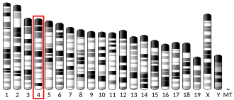 Chromosome 4 (souris)