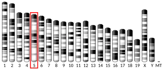 Chromosome 5 (souris)