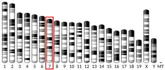 Chromosome 7 (souris)