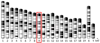 Chromosome 9 (souris)