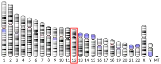 Chromosome 12 humain