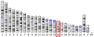 Chromosome 16 humain