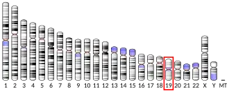 Chromosome 19 humain