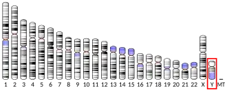 Chromosome Y