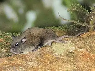 Description de l'image Idiurus macrotis.jpg.