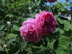 Rosa ×centifolia Cristata 'Chapeau de Napoléon' 1827.