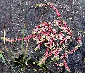 Vue d'une plante grasse développée sur un rocher, à dominante rose.