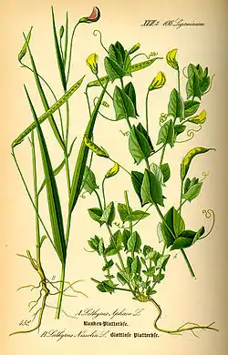 Lathyrus nissolia.