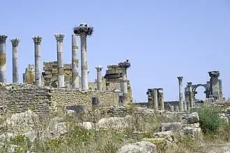 Cigognes nichant sur des vestiges archéologiques à Volubilis